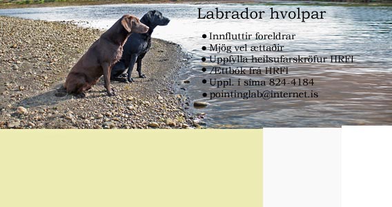 Labrador - Hausmynd